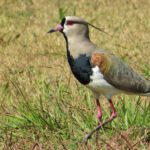 southern_lapwing-1