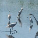tres_garzas_blancas_raa_16-10-06